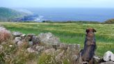 Best dog-friendly hotels in Cornwall 2023: Where to stay for beach strolls and family fun