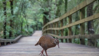 US reality show contestant kills and eats protected bird in New Zealand - KVIA