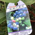 慕花坊   暖地小藍莓