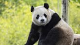 The Panda Party is back on as giant pandas will return to Washington's National Zoo by year's end | Chattanooga Times Free Press