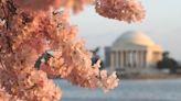 2024 National Cherry Blossom Festival dates announced