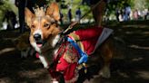 Corgis Parade Outside Buckingham Palace in Tribute to Queen Elizabeth Ahead of First Anniversary of Her Death