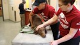 Wayside Waifs to host a low-cost vaccination clinic