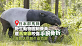 日本野生動物園發生馬來貘咬人 飼養員手腕骨折直昇機送院