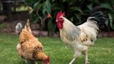 Poules : cette règle essentielle à connaître absolument avant d’en adopter au jardin