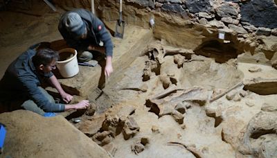 Hundreds of mammoth bones discovered in Austrian wine cellar