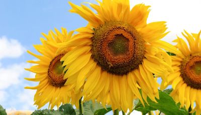 El girasol suma noticias que deberían ser alcistas