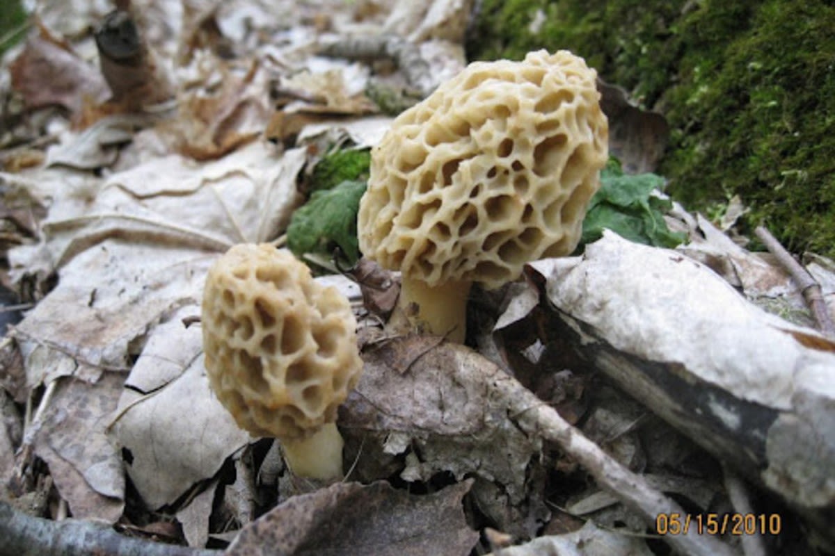 Bag a turkey and some morel mushrooms when hunting this spring