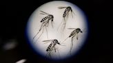 Aumentan los casos de dengue en Estados Unidos debido a la ola de calor: estos son los síntomas