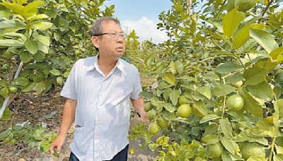 減產卻價崩 屏東檸檬疑遭壟斷 - 地方新聞