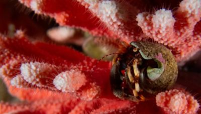 Encuentran en Magallanes el hidrocoral rojo más austral y en aguas más superficiales del mundo