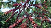 Exclusive-JDE Peet’s sees coffee industry struggling to meet EU deforestation law
