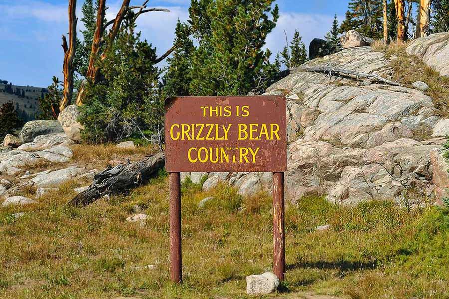 Hunter ignores fresh grizzly track and faces angry mother bear, Montana officials say - East Idaho News