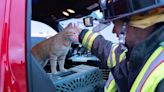 Firefighter adopts cat found on I-25 hazmat scene