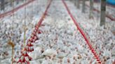 Gripe aviar: qué es, cuál es la diferencia entre las cepas y cuáles son sus síntomas