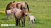 Hampshire's Marwell Zoo welcomes birth of Przewalski horse foals