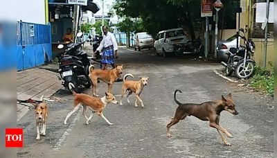 Tragic Death of 6-Year-Old Boy in Sambhal After Stray Dog Attack | Agra News - Times of India