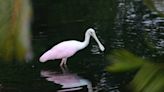 Pink bird spotted in Stanislaus County? A local birder makes a rare discovery