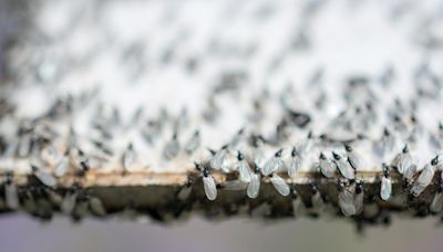 How to keep flying ants out of your home this summer