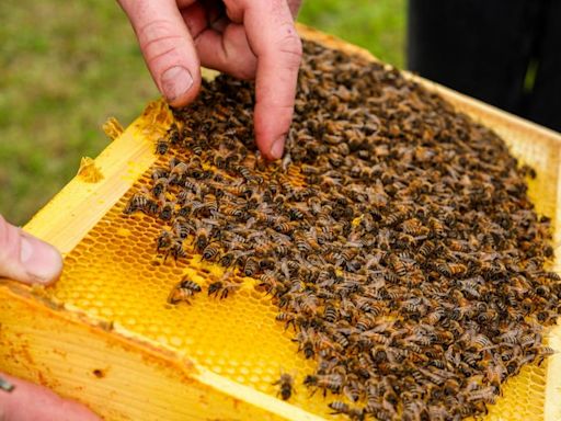 Bees are All the Buzz at YEG