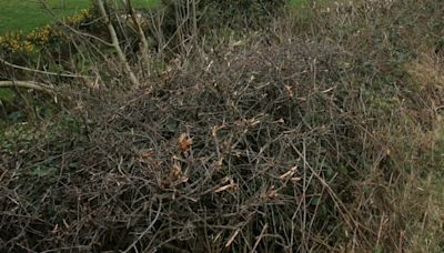 When to cut hedgerows? Road safety concerns pitted against nature