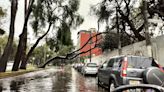 Por lluvias, reportan la caída de 23 árboles en Coyoacán