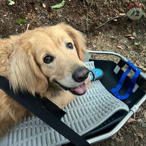 Dog rescued after getting hurt on hike in New Hampshire’s White Mountains - The Boston Globe