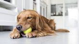 Golden Retriever Has the Sneakiest Way of Stealing Her Brother's Toy While He's Sleeping