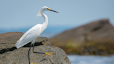 Audubon Society of Rhode Island offering free bird walks in May | ABC6