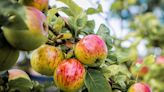 Your Complete Guide to Apple Picking, From Choosing the Best of the Bunch to the Most Popular Varieties