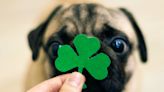 Mom Shows How to Give Dog a St. Patrick's Day Massage for Good Luck