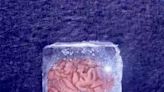 震驚！復旦大學復活冷凍18個月「人腦細胞」刷新紀錄登國際期刊 - 兩岸