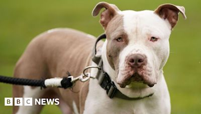 Woman attacked by her own XL bullies in Edinburgh flat