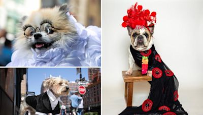 NYU’s Pet Gala canceled amid protests, but these NYC pups are still showing off their celeb-inspired looks