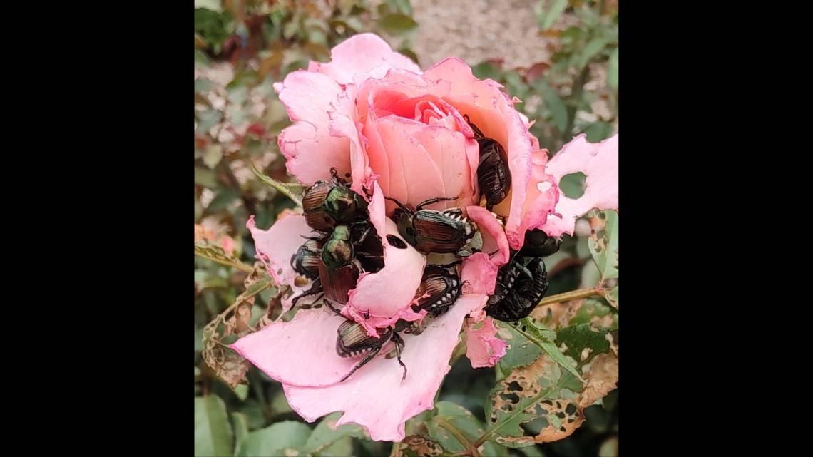 Japanese beetles chewing on your plants? Here’s what works, and one ‘remedy’ to avoid