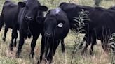 Woman searching for nearly 130 missing cows