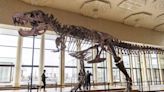 霸氣外露！ 暴龍化石4月將在瑞士拍賣 估計1.6億起跳