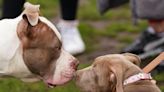 What dogs are affected by the XL bully ban and what does it mean for owners?