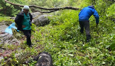 玉山國家公園台灣黑熊慘遭槍殺 曝屍3天被發現！不排除非法盜獵｜壹蘋新聞網