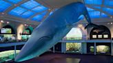 Richard Ellis, artist behind a life-size blue whale, dies at 86