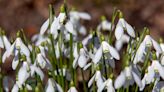 White plants to brighten up your garden in winter