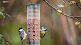 How To Clean And Maintain Your Bird Feeders
