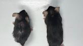 “Datos supersólidos”: ya se prueba en humanos la inyección mensual que hace que los ratones vivan más y sin enfermedades