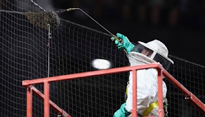 Beekeeper Matt Hilton revels in ‘surreal’ experience after his MLB heroics, gets a trading card deal | CNN