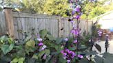 Master Gardener: Hyacinth Bean Vine covers the bases