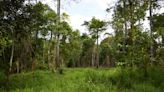 Nearly half of replanted tropical trees ‘do not survive more than five years’