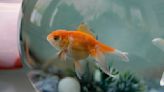 Mystery surrounds Alice, the goldfish found alive on a U.K. lawn