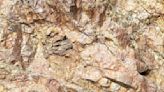 Talon Metals sees potential high-grade mineralization in Tamarack's Raptor Zone