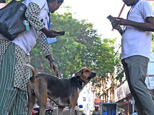 Dog population management survey begins in Chennai