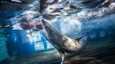2 great white sharks, including massive 1,300-pound male, ping off Jacksonville, Florida